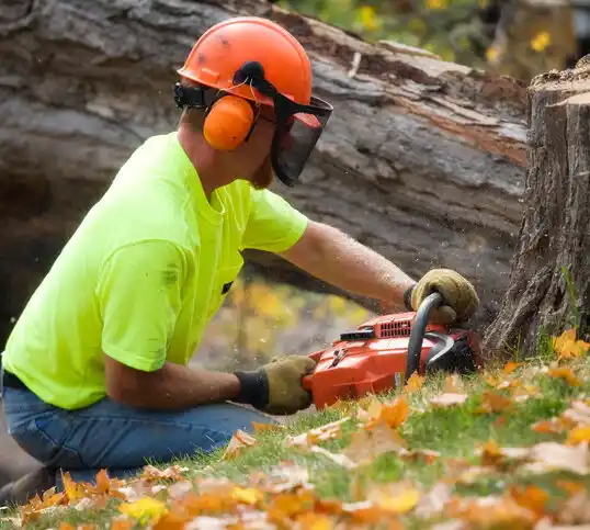 tree services Wadsworth